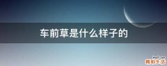 车前草是什么样子的