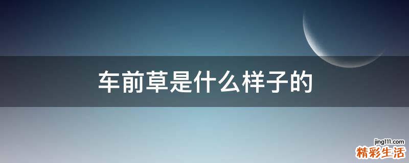 车前草是什么样子的