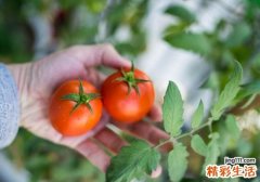 早上空腹吃番茄能减肥吗 早上空腹吃番茄有什么危害