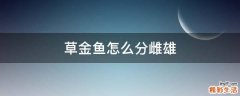 草金鱼怎么分雌雄
