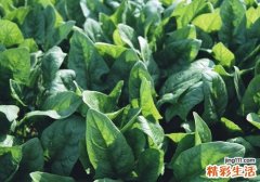 菠菜和虾能一起吃吗 菠菜和虾怎么吃最好