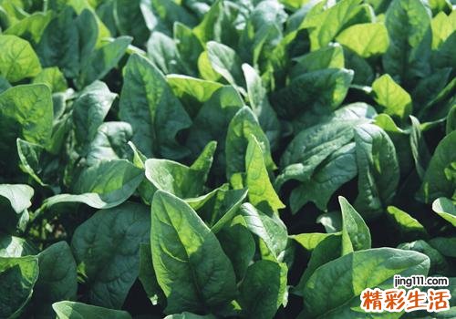 菠菜和虾能一起吃吗 菠菜和虾怎么吃最好