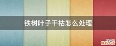 铁树叶子干枯怎么处理