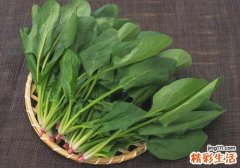 菠菜可以天天吃吗 多吃菠菜对身体好吗