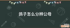 鸽子怎么分辨公母
