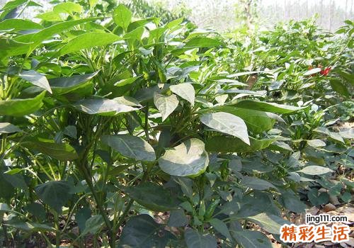 辣椒叶的功效与作用