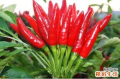 辣椒对人体有什么好处 辣椒的养生价值