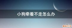 小狗牵着不走怎么办