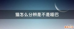 猫怎么分辨是不是哑巴