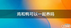 鸡和鸭可以一起养吗