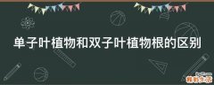 单子叶植物和双子叶植物根的区别