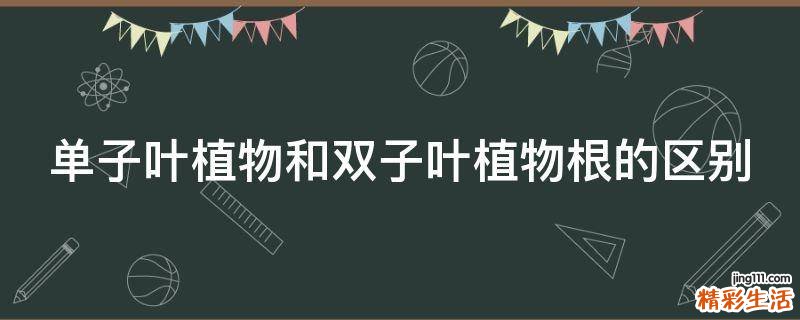 单子叶植物和双子叶植物根的区别