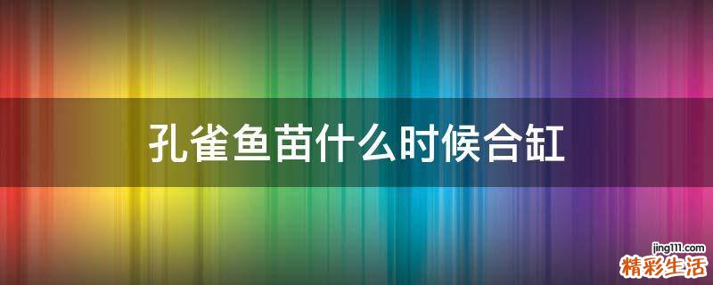 孔雀鱼苗什么时候合缸