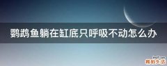 鹦鹉鱼躺在缸底只呼吸不动怎么办