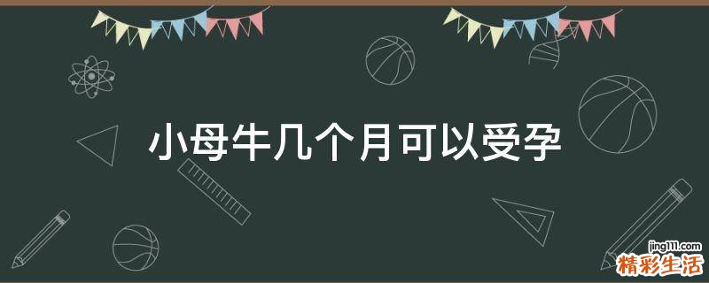 小母牛几个月可以受孕