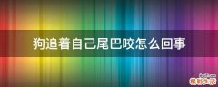 狗追着自己尾巴咬怎么回事