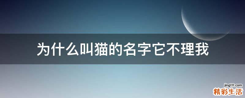 为什么叫猫的名字它不理我