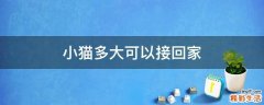 小猫多大可以接回家