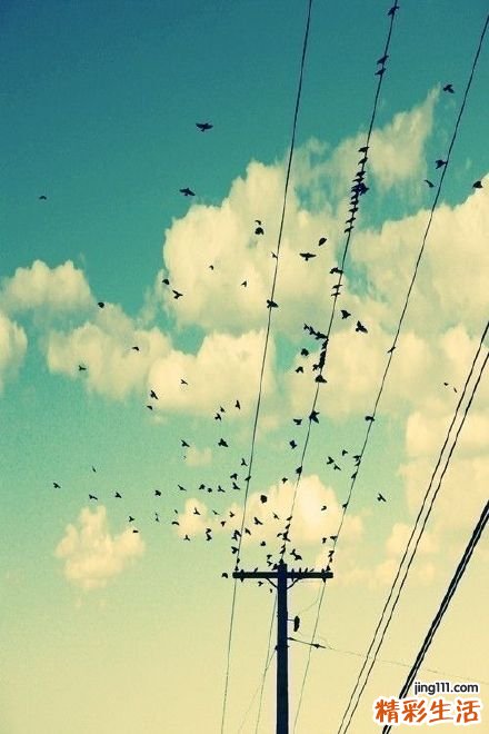 纤维蛋白肽Bβ15～42