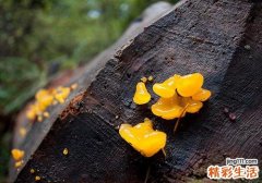 黄木耳是银耳吗 银耳和黄木耳哪个好