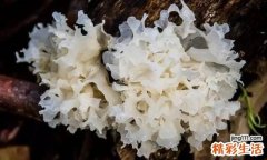 银耳的营养价值