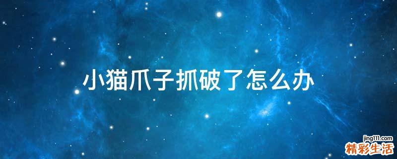 小猫爪子抓破了怎么办