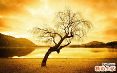 看小指甲辩肾虚