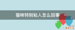 猫咪特别粘人怎么回事