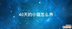 40天的小猫怎么养