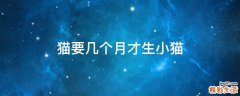 猫要几个月才生小猫