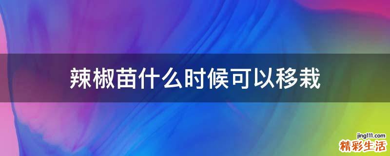 辣椒苗什么时候可以移栽