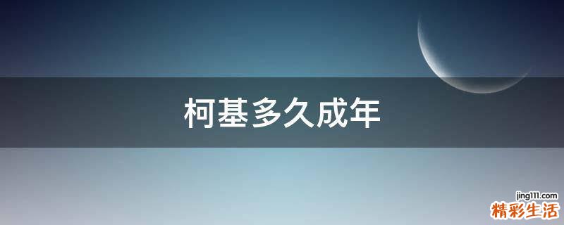 柯基多久成年