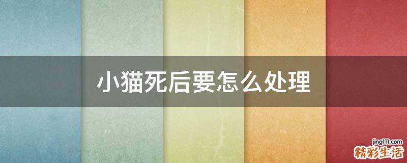 小猫死后要怎么处理