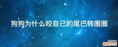 狗狗为什么咬自己的尾巴转圈圈