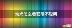 幼犬怎么看聪明不聪明