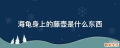 海龟身上的藤壶是什么东西