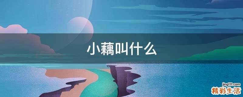 小藕叫什么