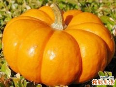 南瓜的功效与作用 南瓜的吃法