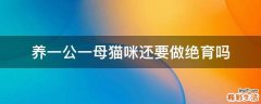 养一公一母猫咪还要做绝育吗