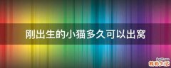 刚出生的小猫多久可以出窝