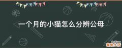 一个月的小猫怎么分辨公母