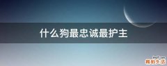 什么狗最忠诚最护主