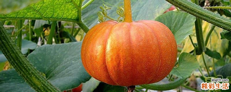 南瓜红薯吃了会不会长胖 怎么吃南瓜和红薯不长胖