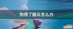 狗得了肠炎怎么办