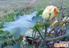 南瓜花的功效与作用