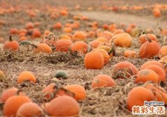 吃南瓜有什么好处 原来吃南瓜有这么多好处