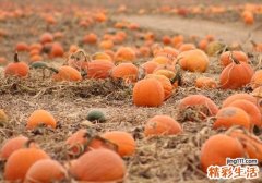 经常吃南瓜有什么好处 常吃南瓜居然会变成这样