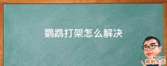 鹦鹉打架怎么解决