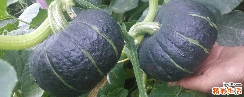 南瓜冻了还能吃吗 蒸熟了可以冷冻吗