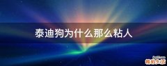 泰迪狗为什么那么粘人